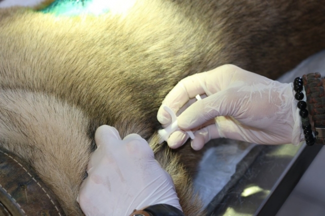 Eyüpsultan'da sokak hayvanları kayıt altına alınıyor